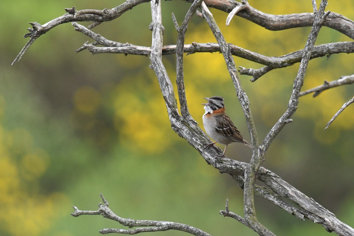 Rufous-collared Sparrow - ML511135951