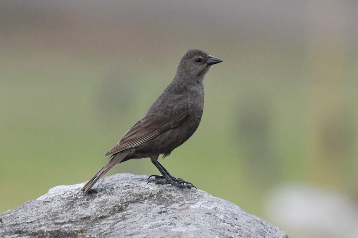 Shiny Cowbird - ML511135961