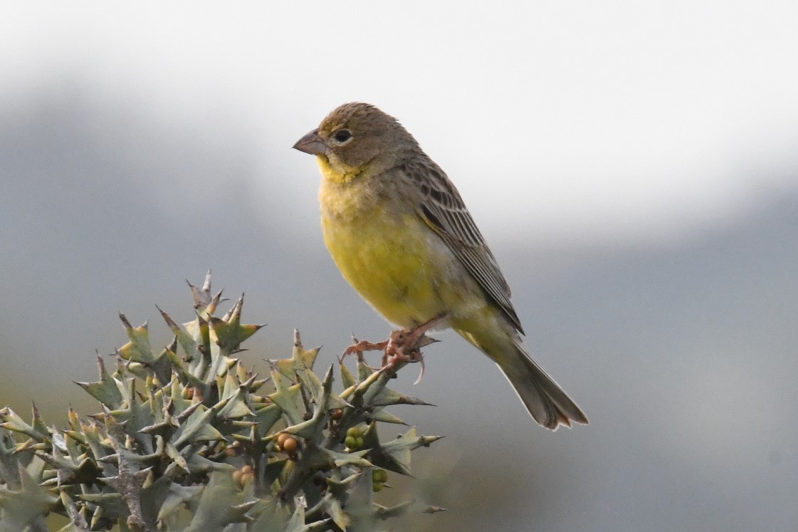 Grassland Yellow-Finch - ML511136001