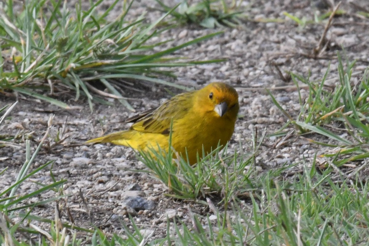 Saffron Finch - ML511136021