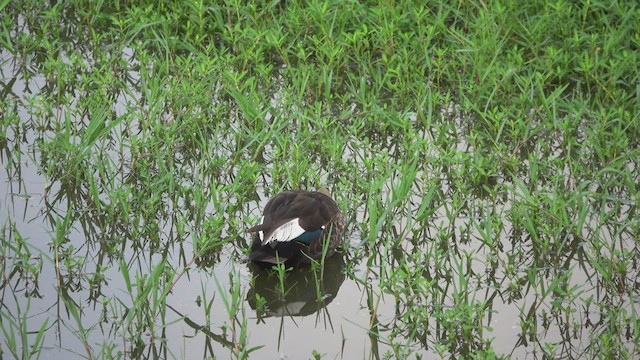 Indian Spot-billed Duck - ML511136071