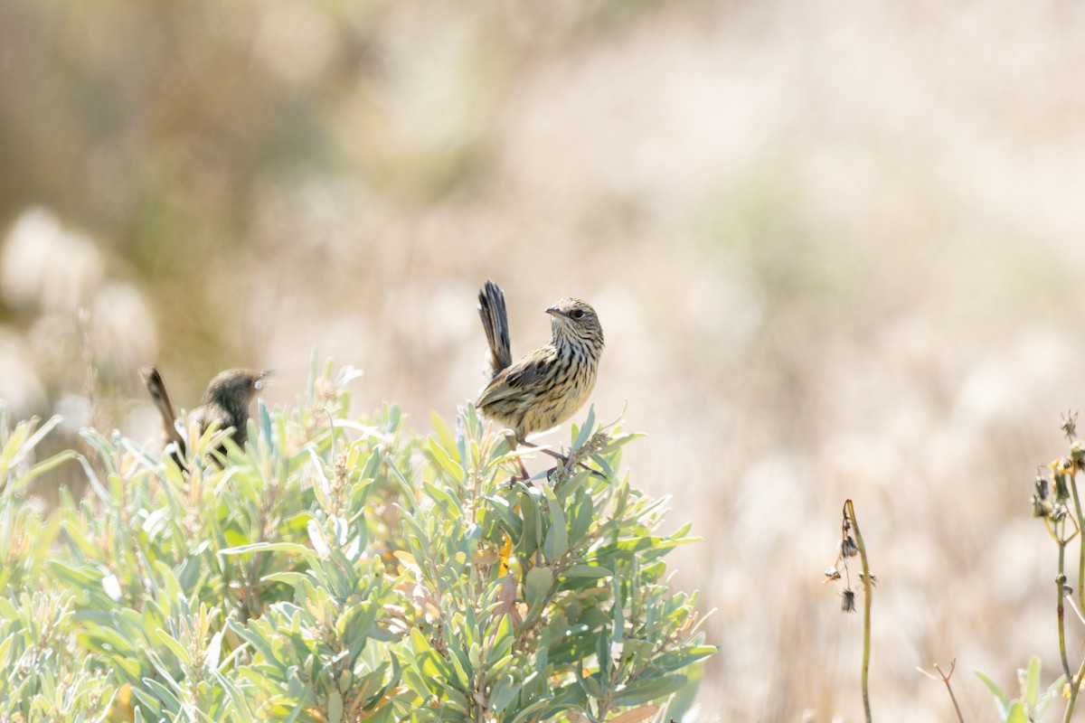 Striated Fieldwren - ML511136641