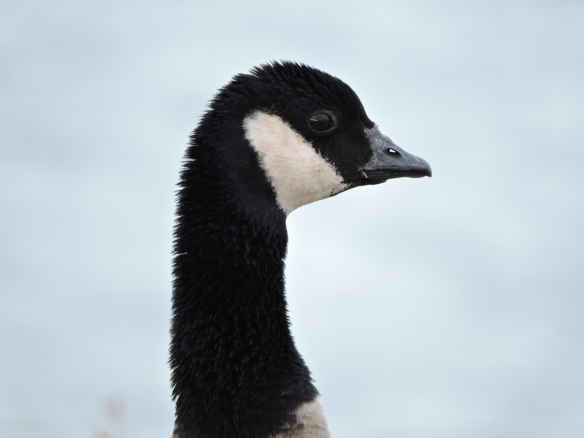 Cackling Goose - ML51113731