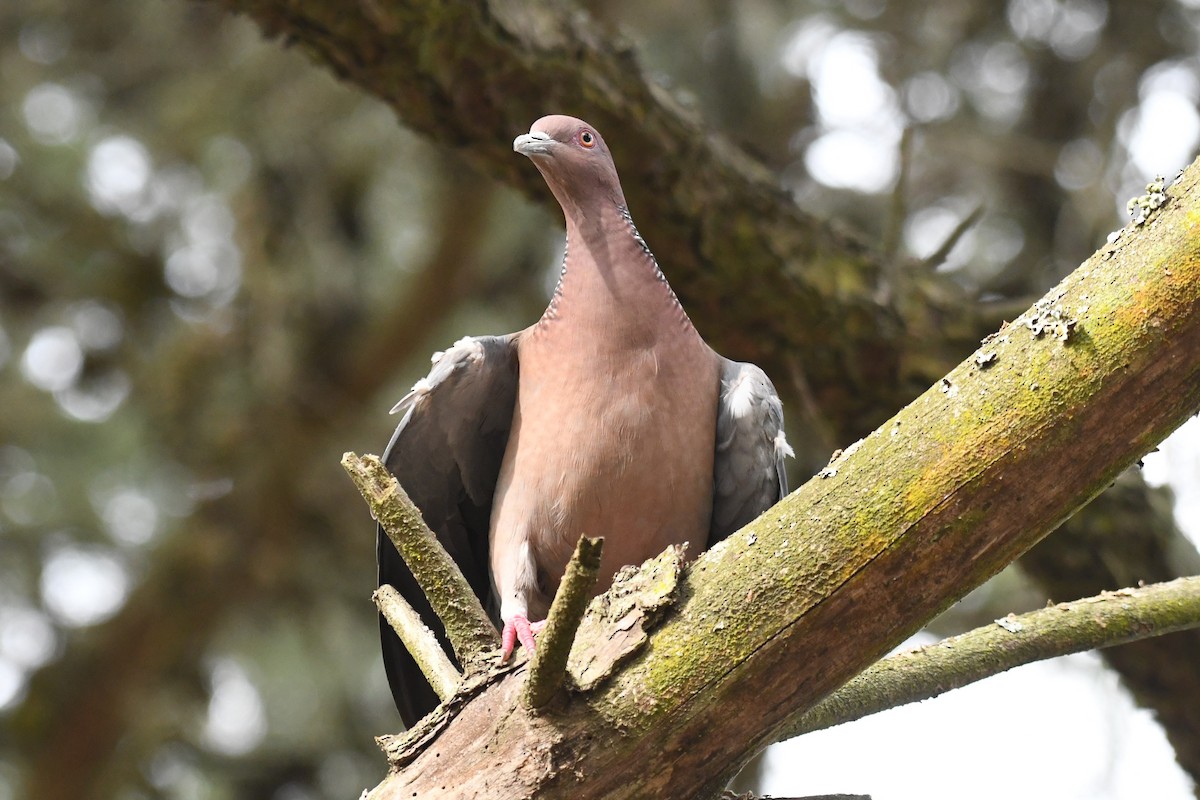 Picazuro Pigeon - ML511137861