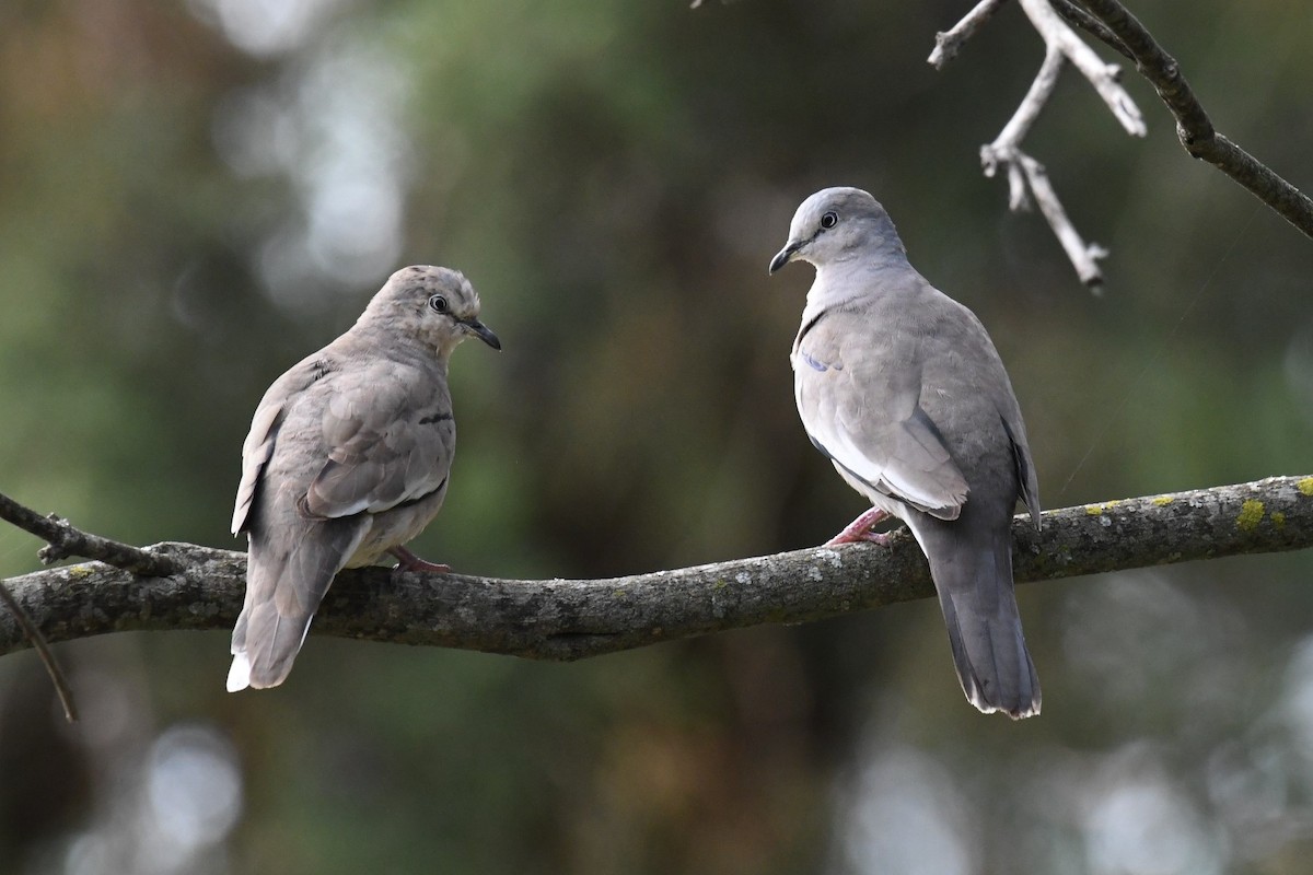 Picui Ground Dove - Joshua  Smith