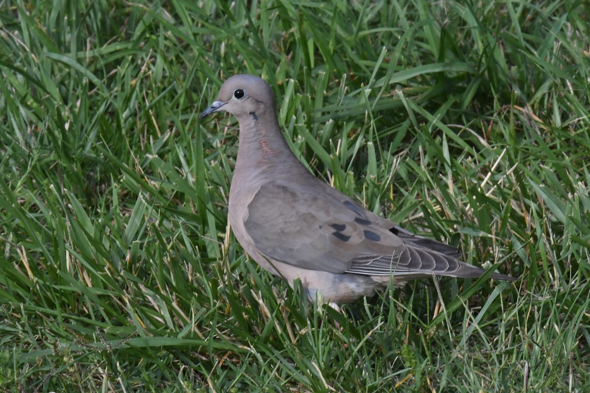 Eared Dove - ML511137931