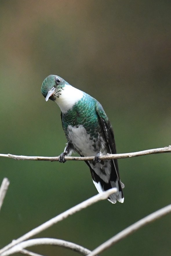 White-throated Hummingbird - ML511138021