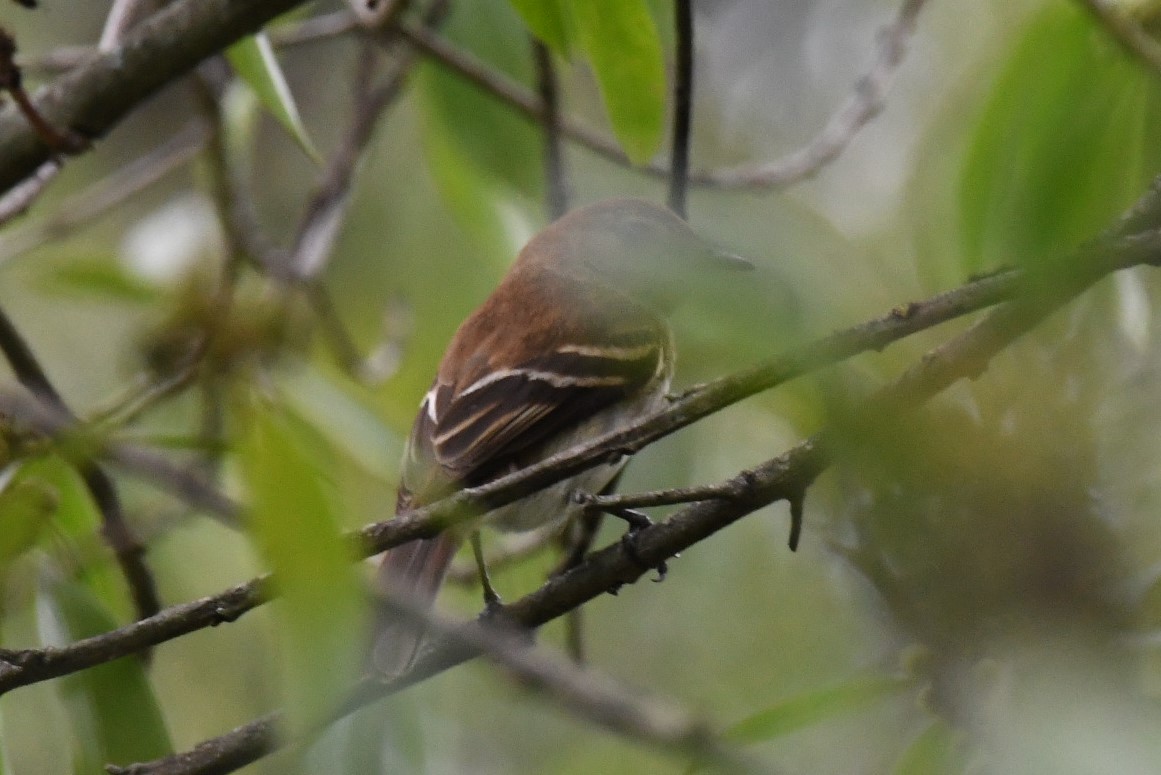 Bran-colored Flycatcher - ML511138041