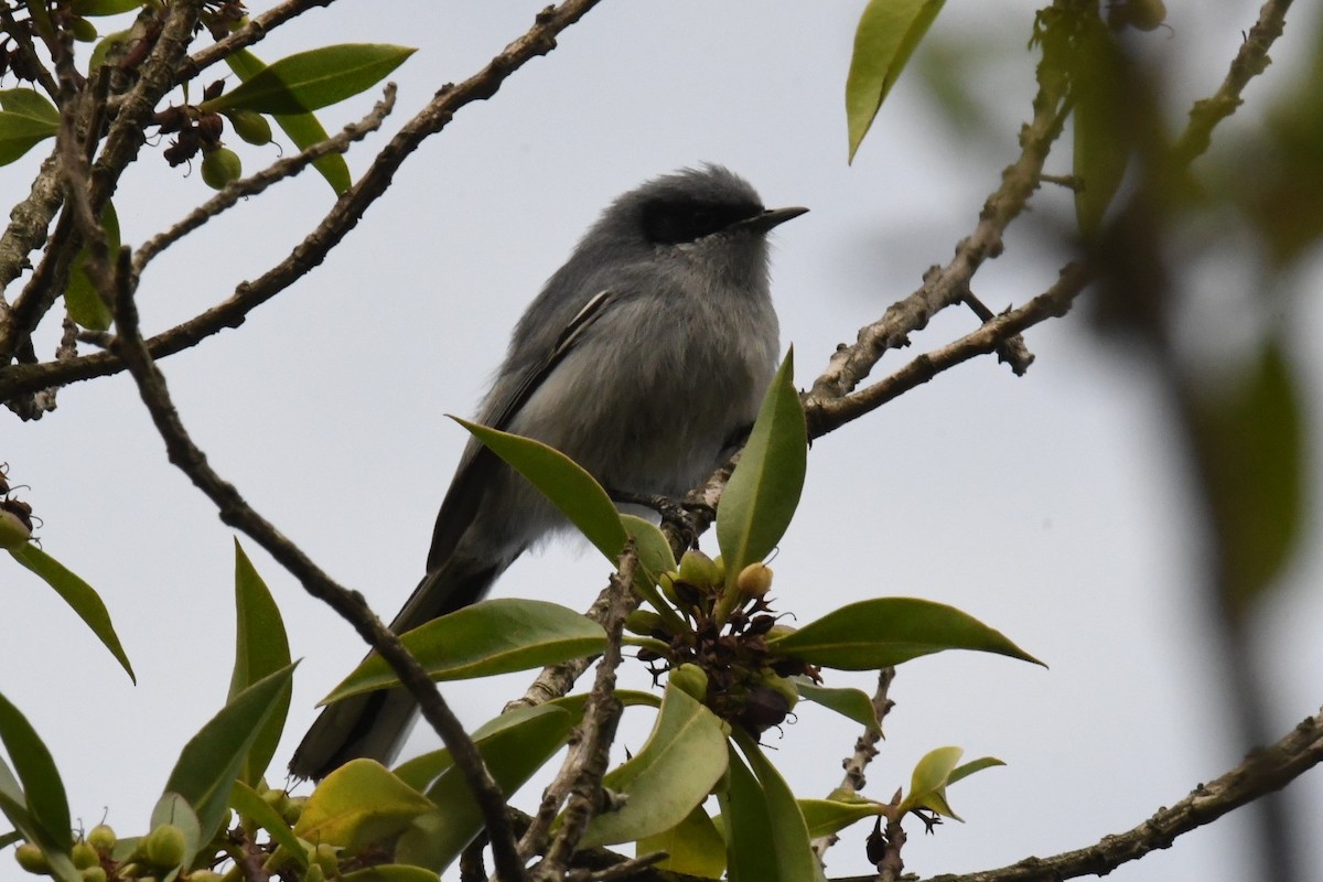 Masked Gnatcatcher - ML511138071