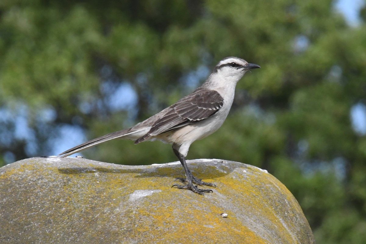 Chalk-browed Mockingbird - ML511138201