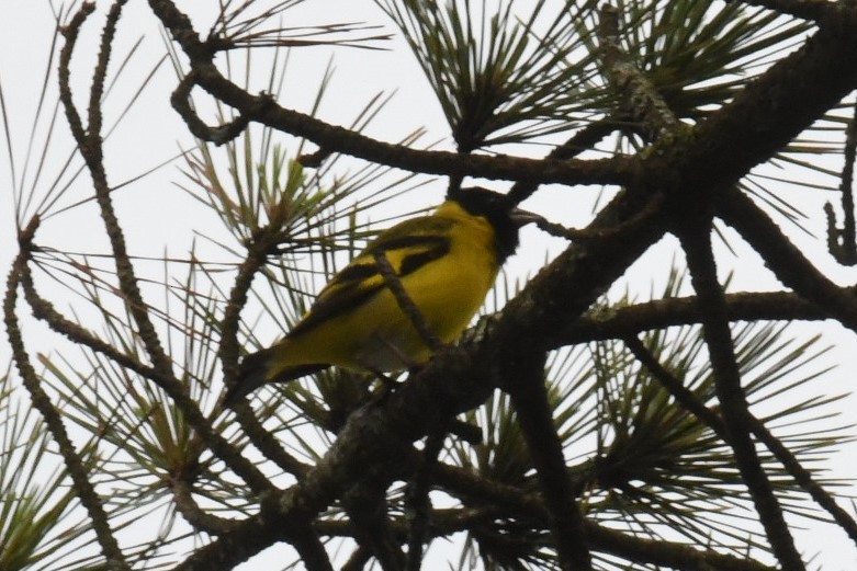 Hooded Siskin - ML511138331