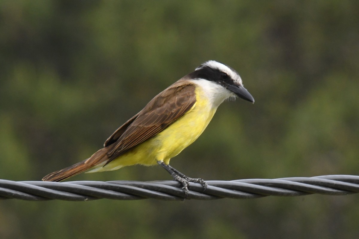 Great Kiskadee - Joshua  Smith