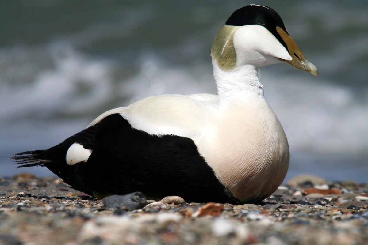 Common Eider - ML511139431