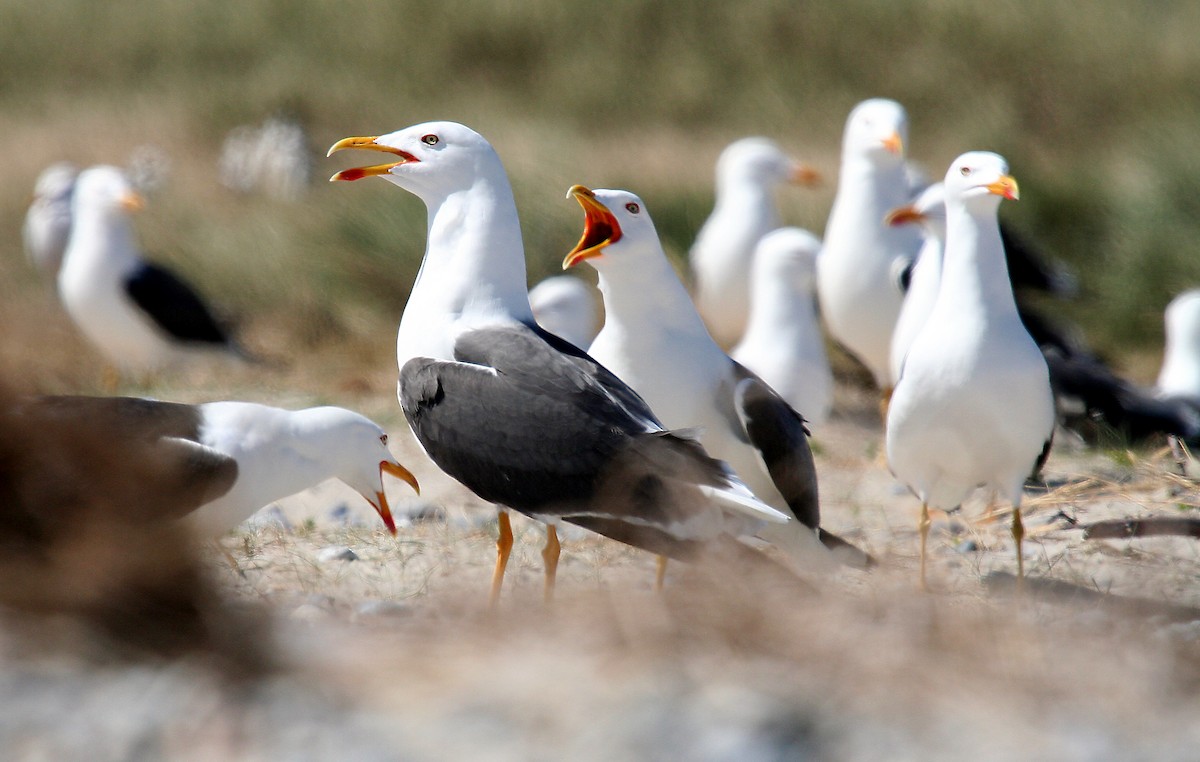 Lesser Black-backed Gull - Hans-Jürgen Kühnel