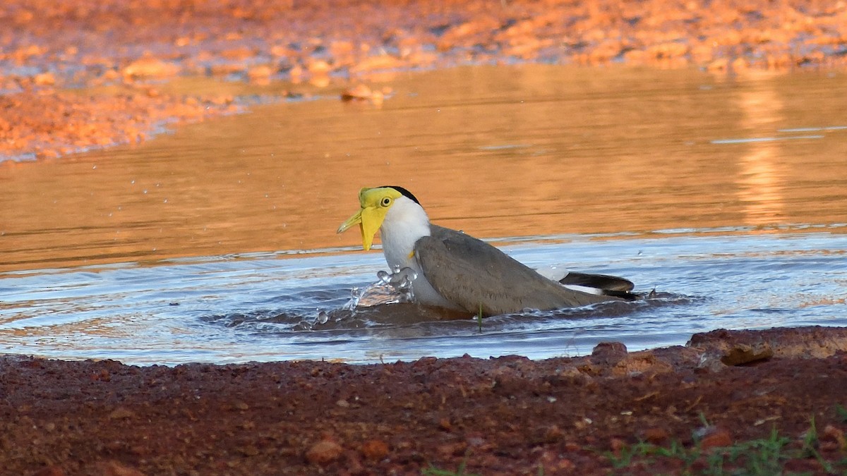 Masked Lapwing - ML511140581