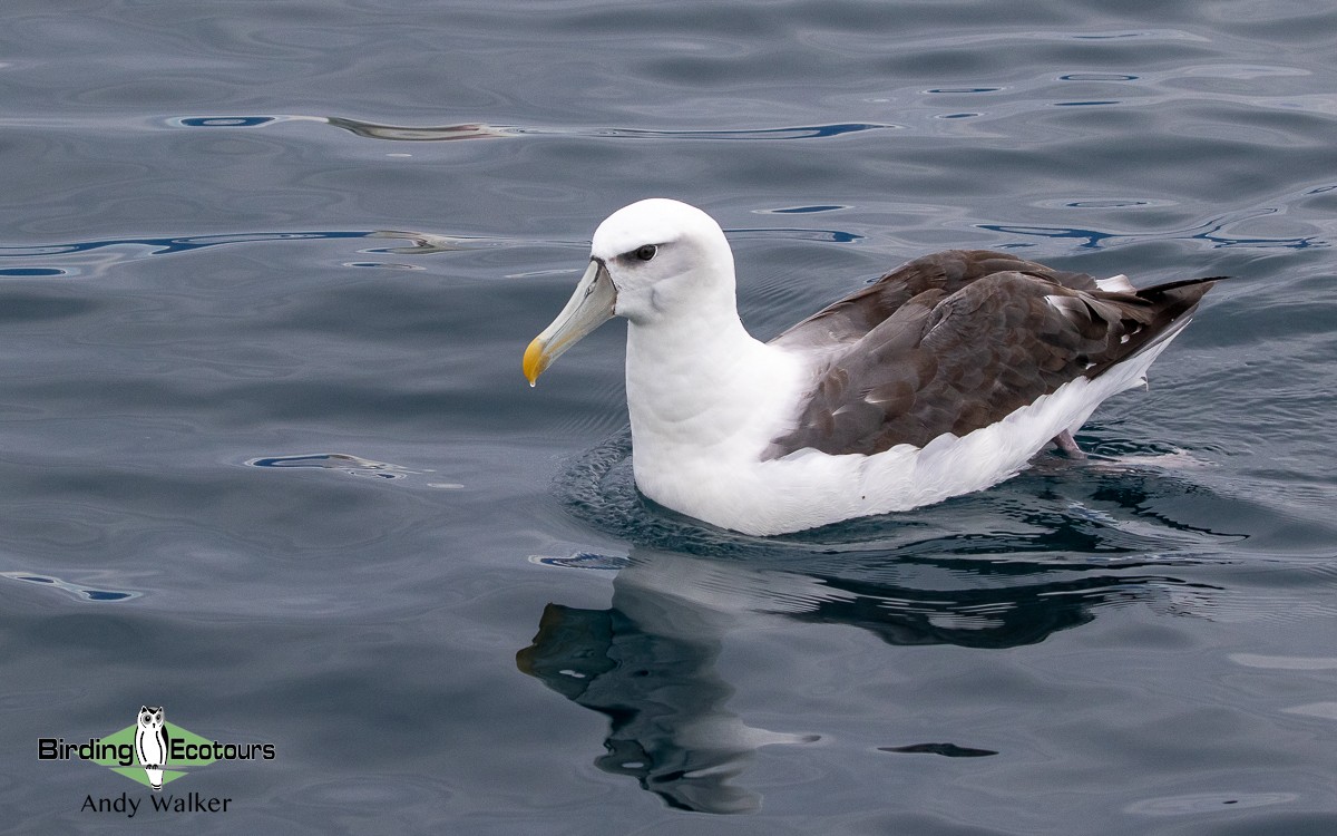 White-capped Albatross - Andy Walker - Birding Ecotours