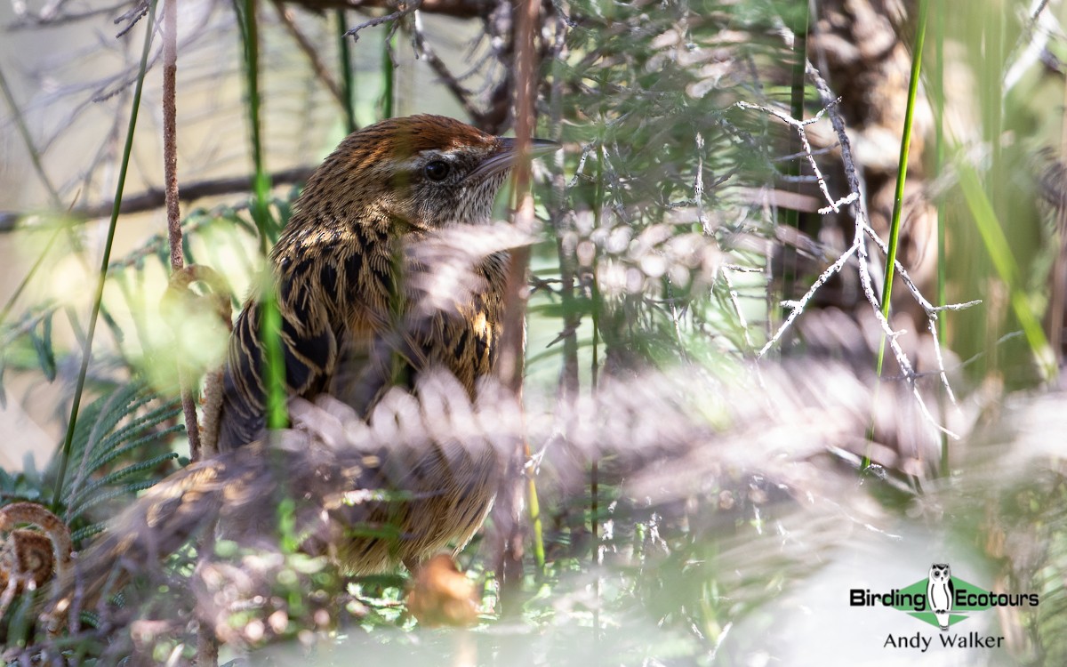 New Zealand Fernbird - ML511141831