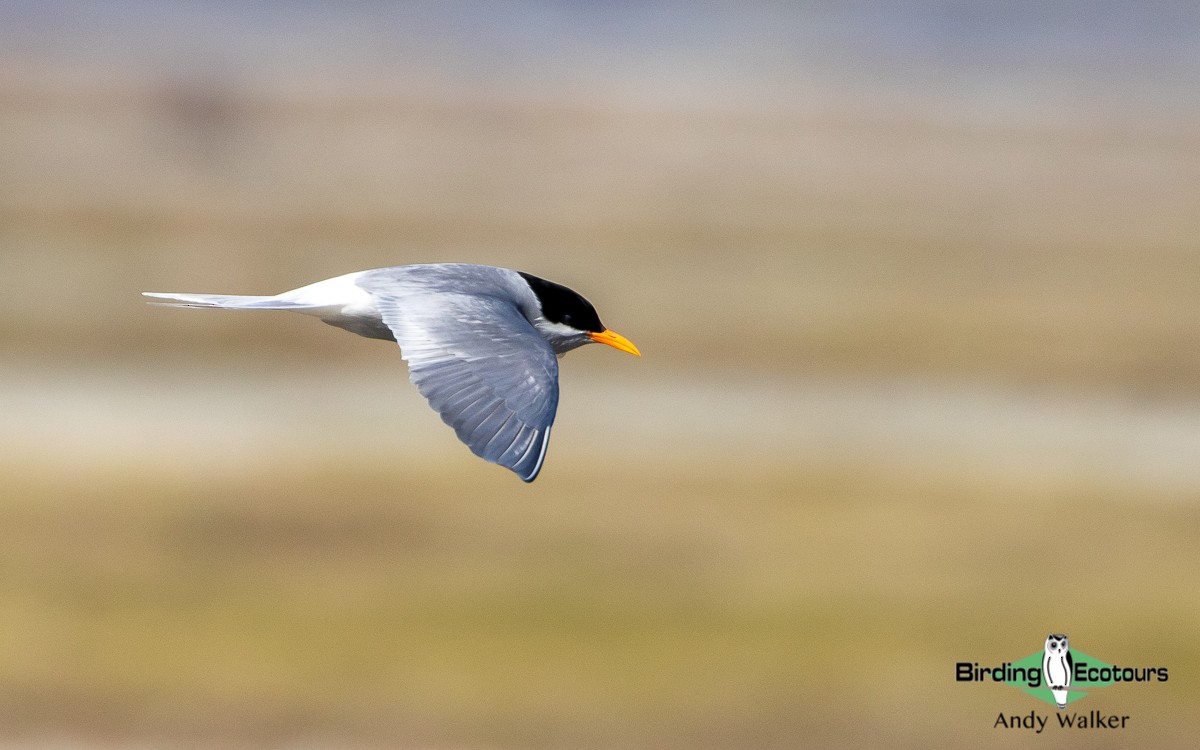 Black-fronted Tern - Andy Walker - Birding Ecotours