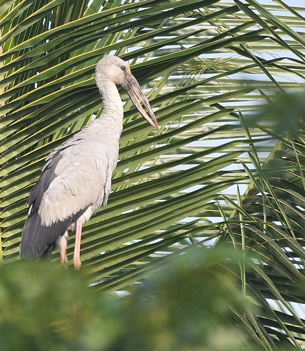 Asian Openbill - Arun Prabhu