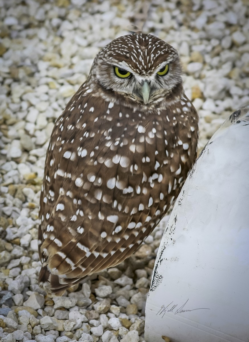 Burrowing Owl (Florida) - ML511142721