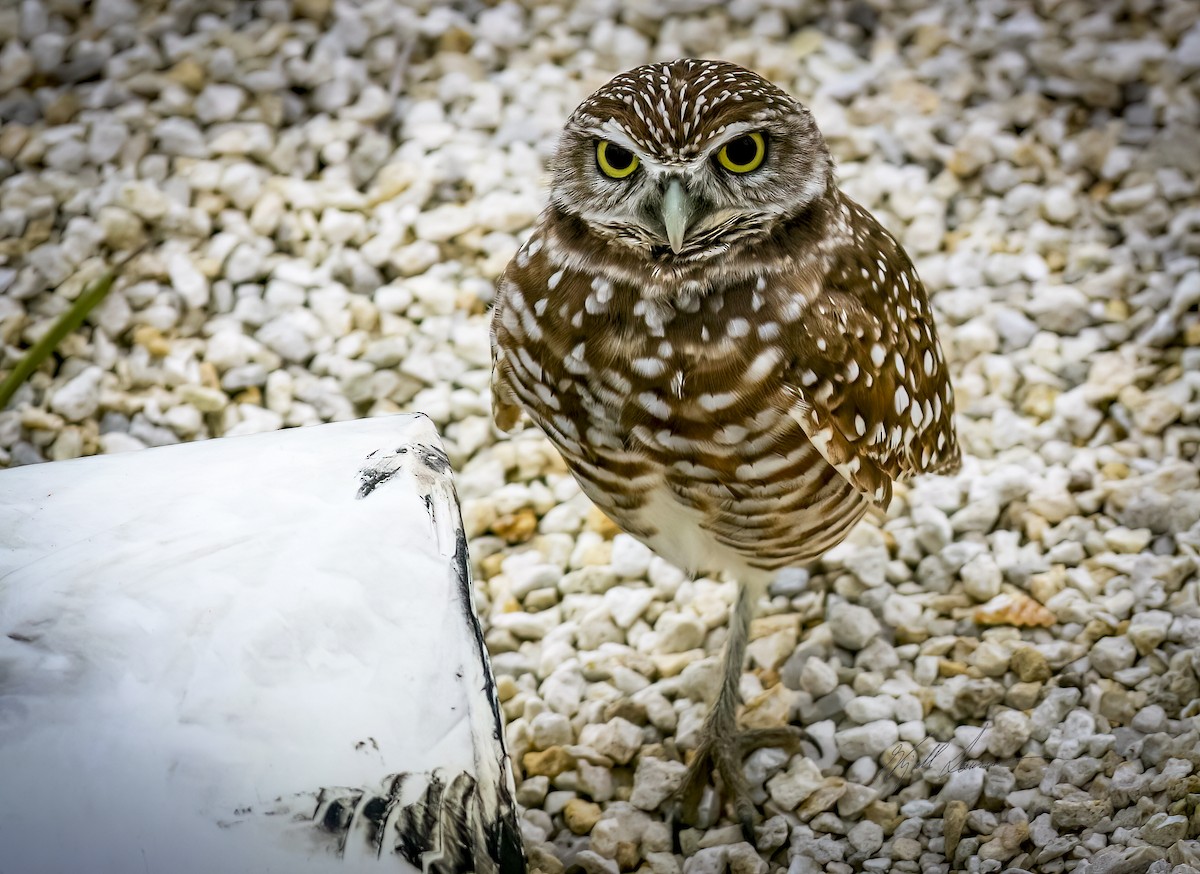 Burrowing Owl (Florida) - ML511142731