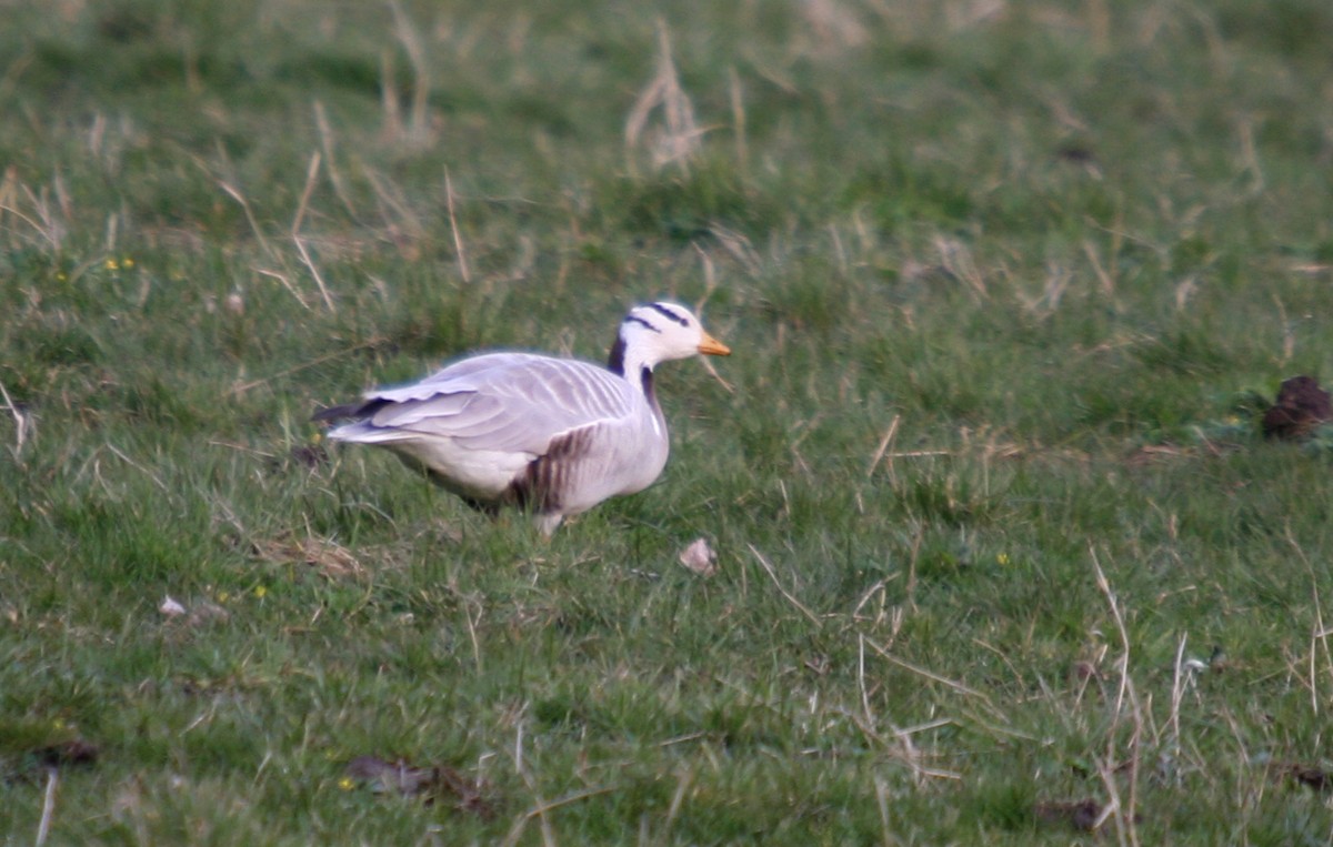 Bar-headed Goose - ML511142741