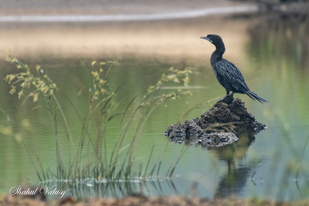 Cormoran de Vieillot - ML511143061