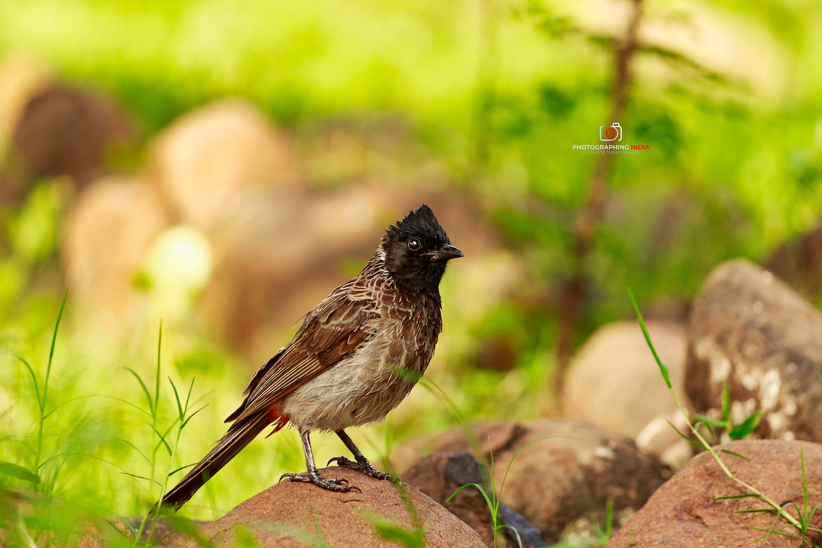 Bulbul à ventre rouge - ML511143221