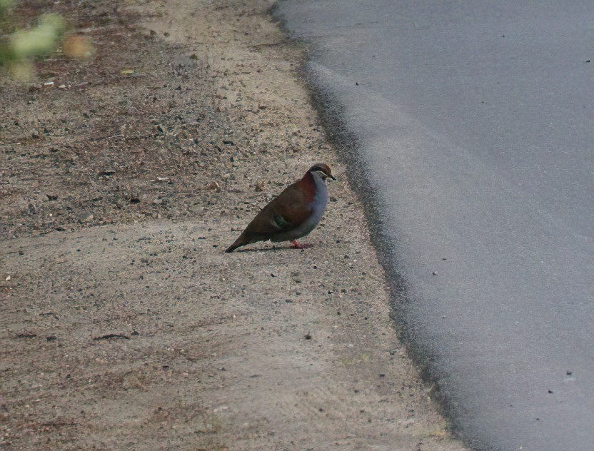 Brush Bronzewing - ML511144401