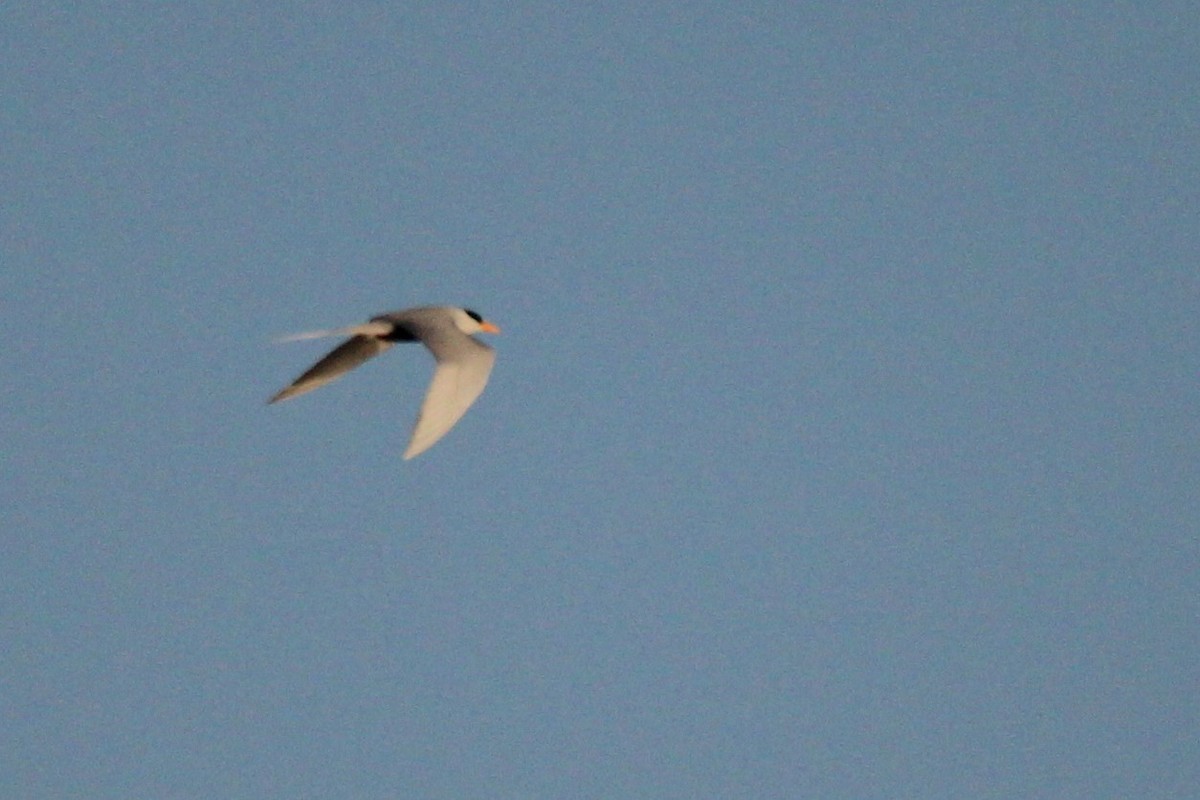 River Tern - ML511144621