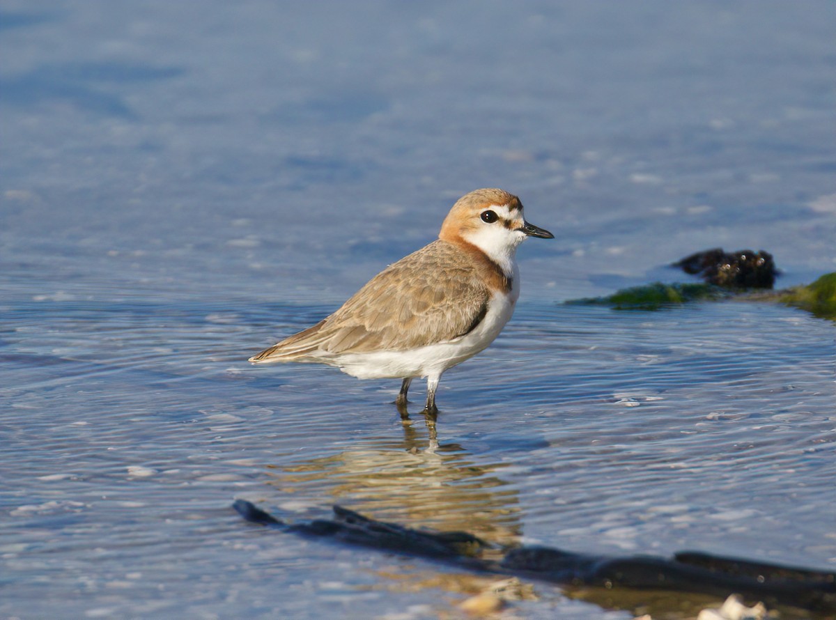 Red-capped Plover - ML511144881