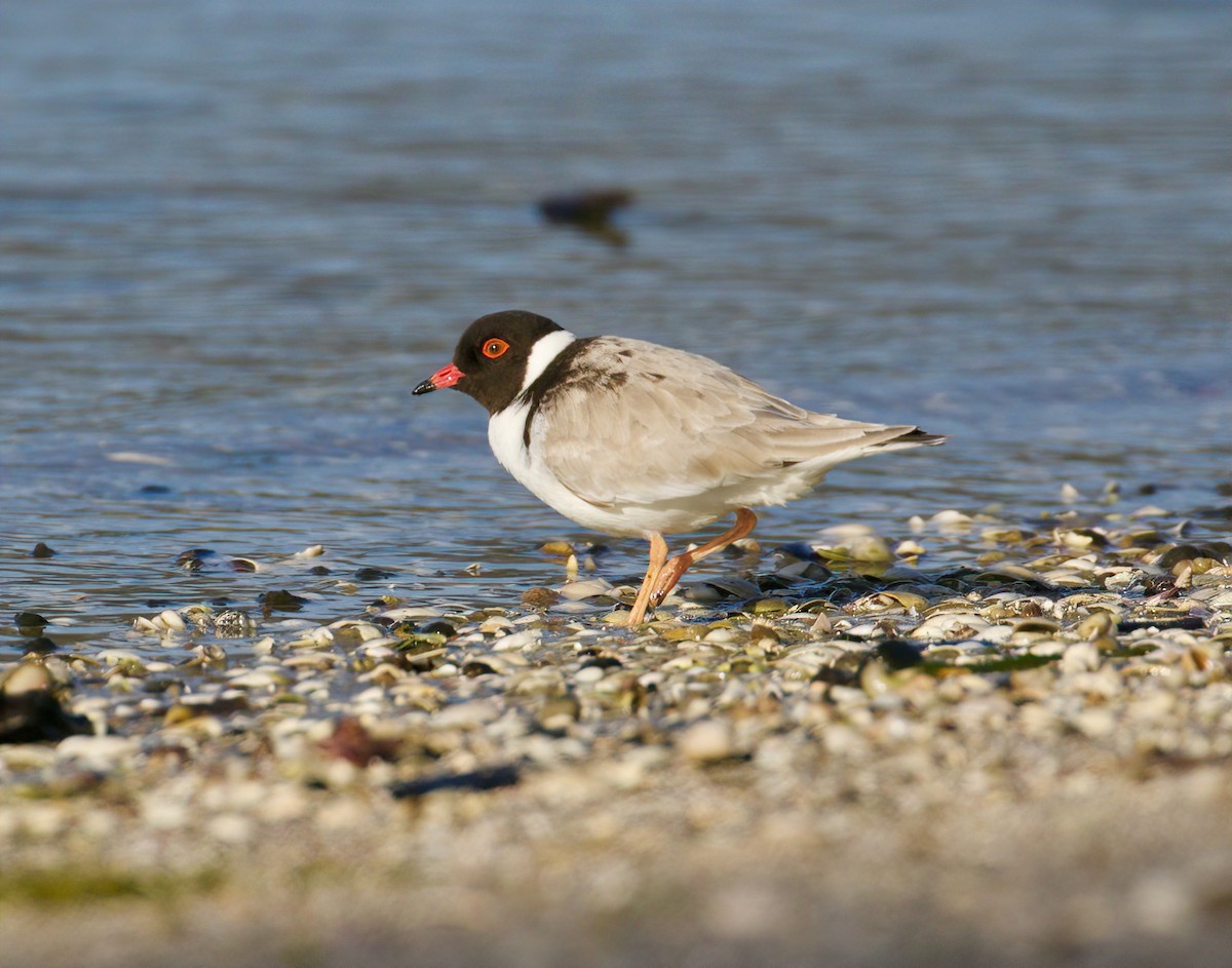 Hooded Plover - ML511144911