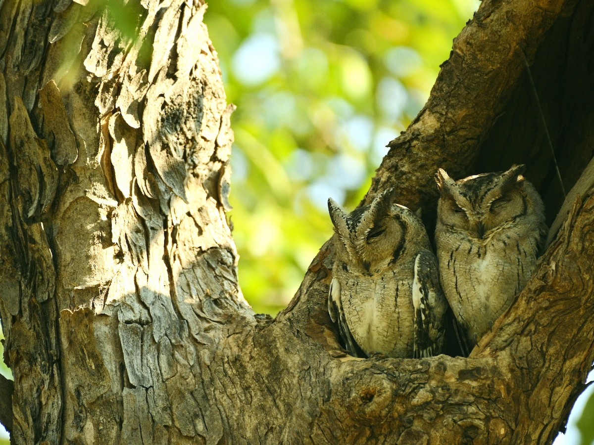 Indian Scops-Owl - Anshu Arora