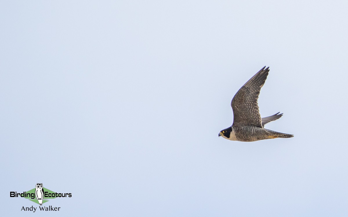 Peregrine Falcon (Australian) - ML511146451