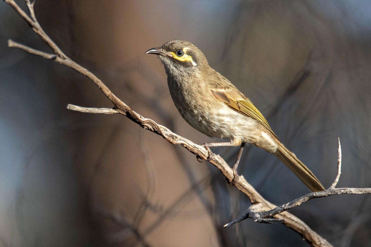 Yellow-faced Honeyeater - Felix Watson