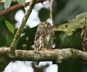 Ferruginous Pygmy-Owl - Scott Page