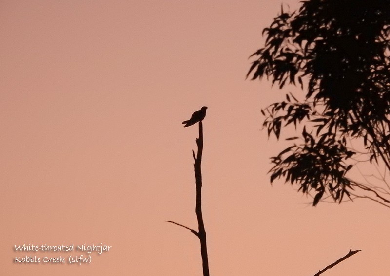 White-throated Nightjar - ML511148591