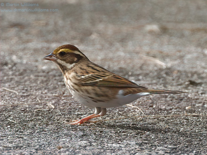 Yellow-browed Bunting - martin williams