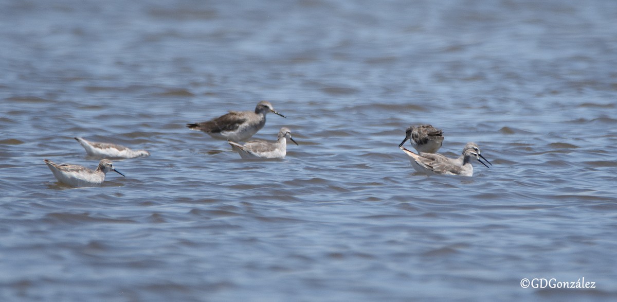 Wilson's Phalarope - ML511149541