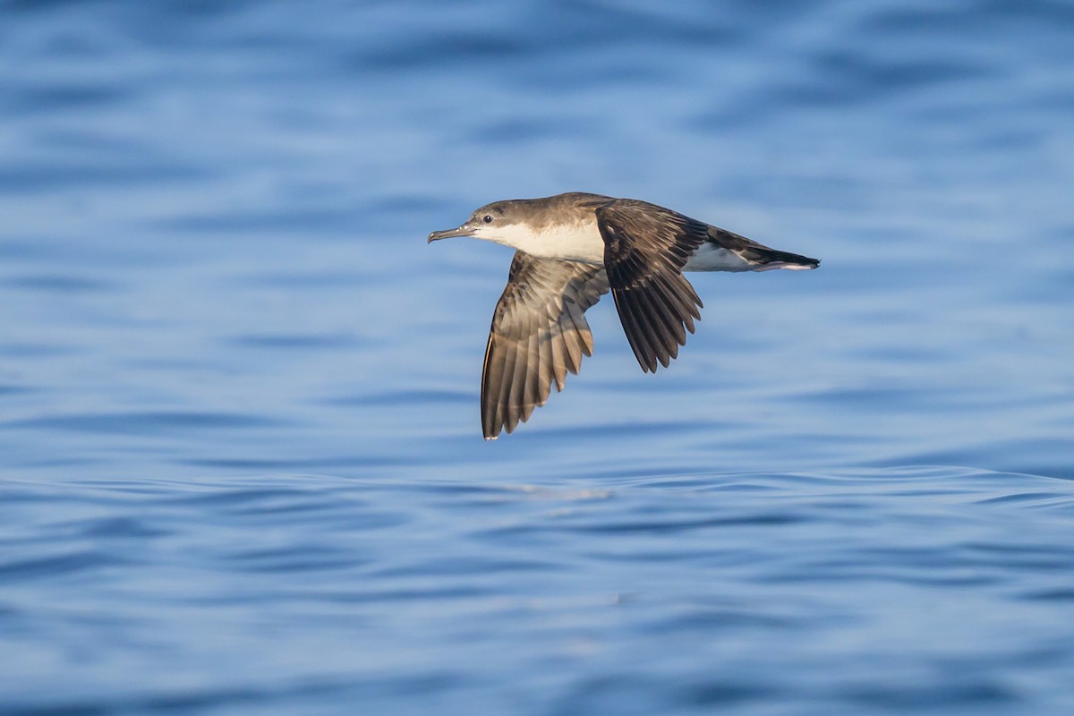 Persian Shearwater - Sylvain Reyt