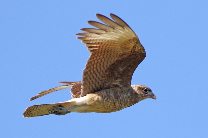 Caracara Chimango - ML51115071