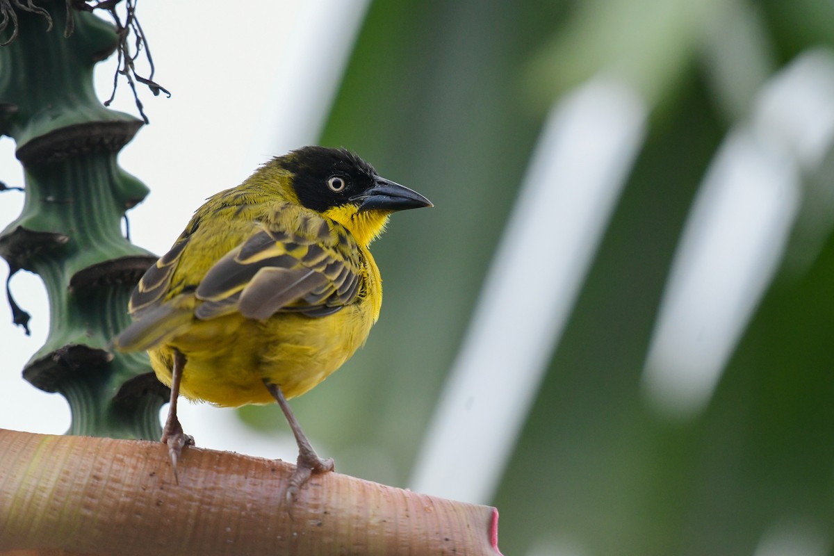 Baglafecht Weaver - Raphaël Nussbaumer