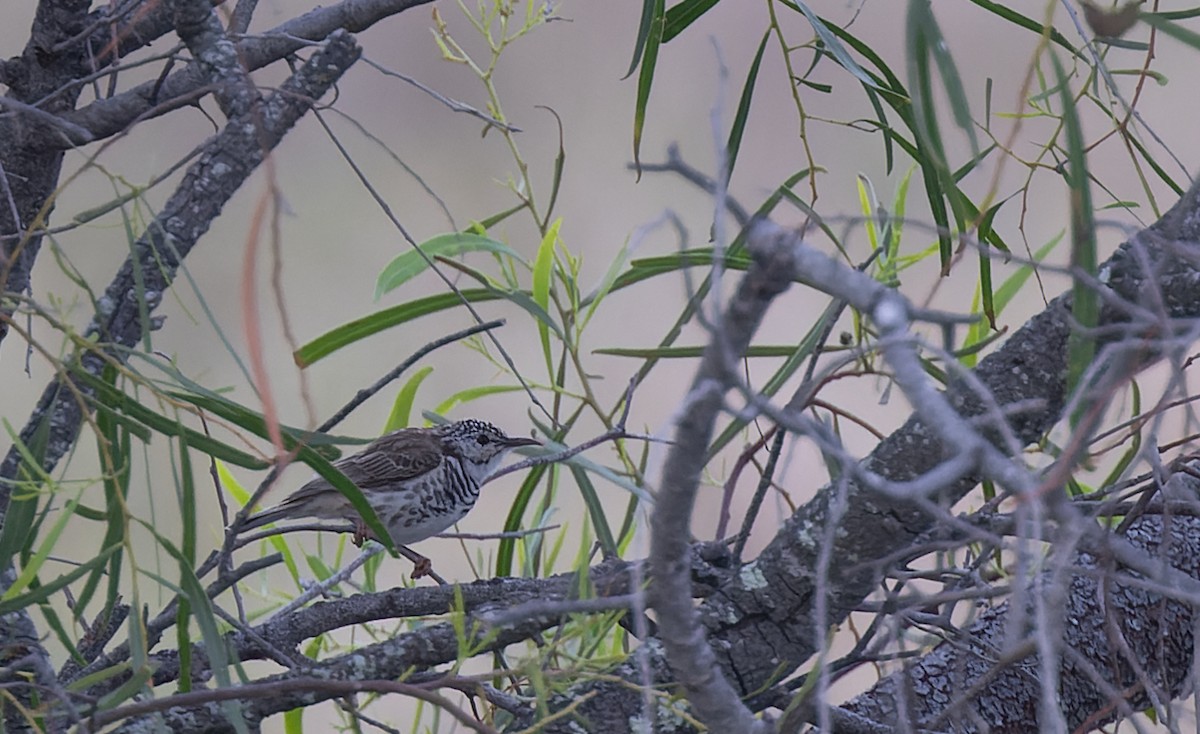 Bar-breasted Honeyeater - ML511151881