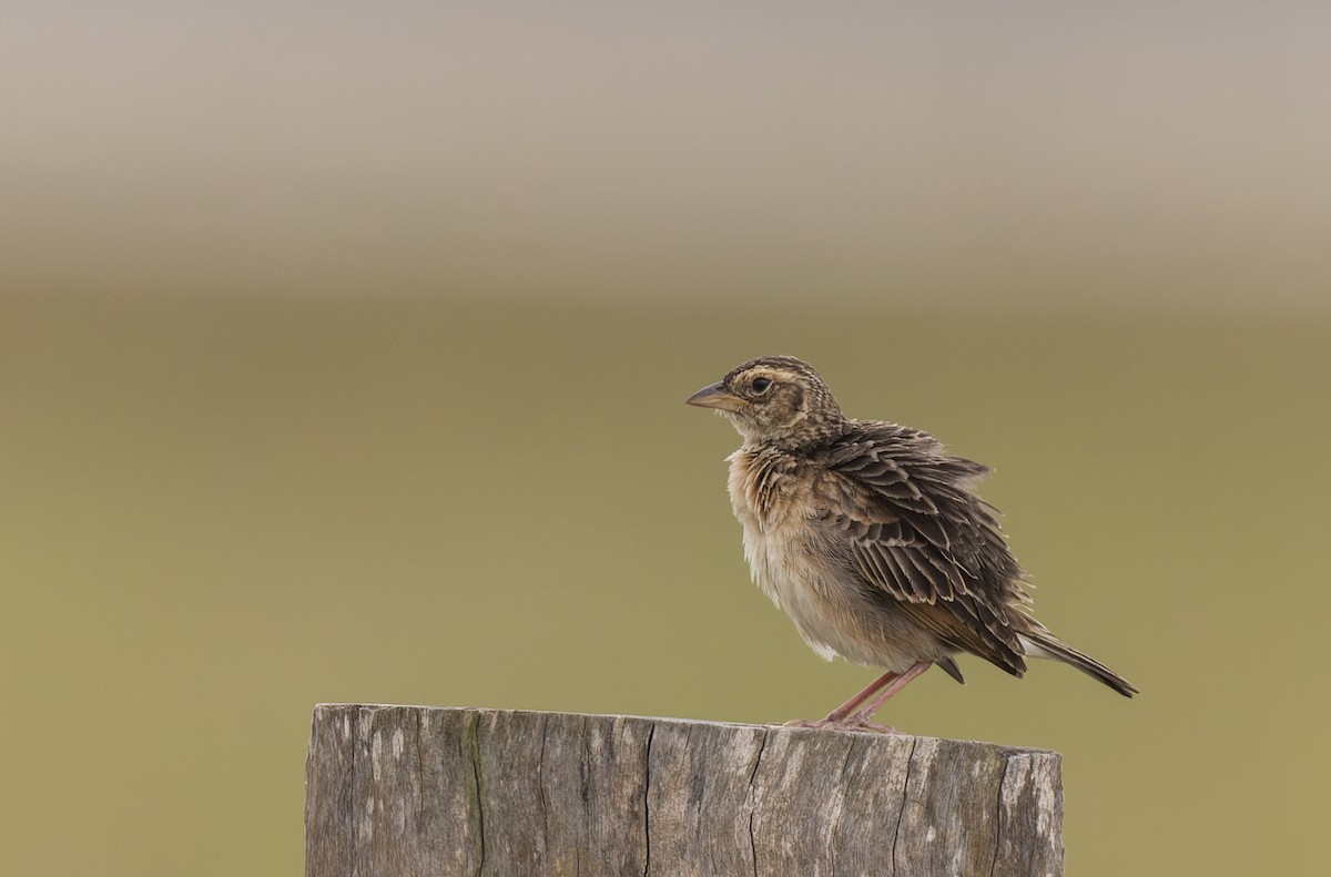 Singing Bushlark - ML511152191