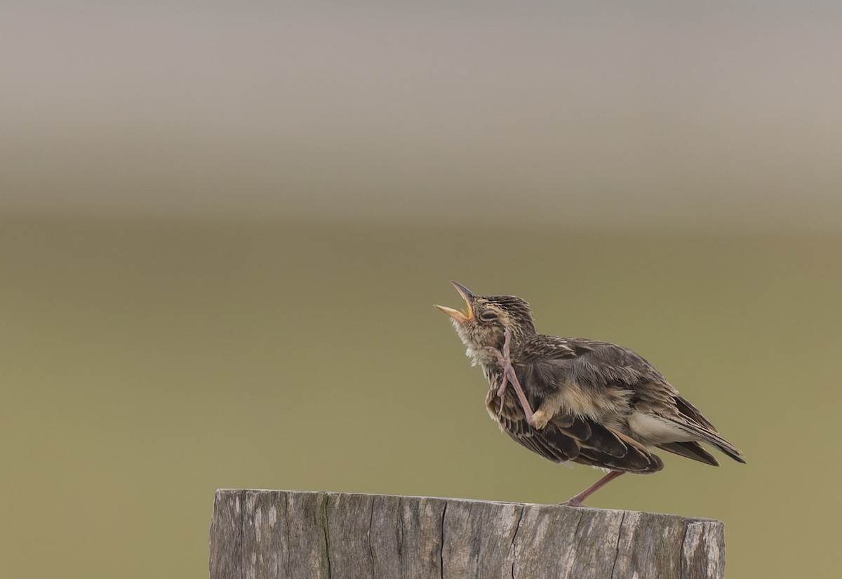 Singing Bushlark - ML511152221