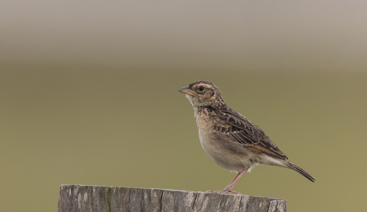 Singing Bushlark - ML511152231