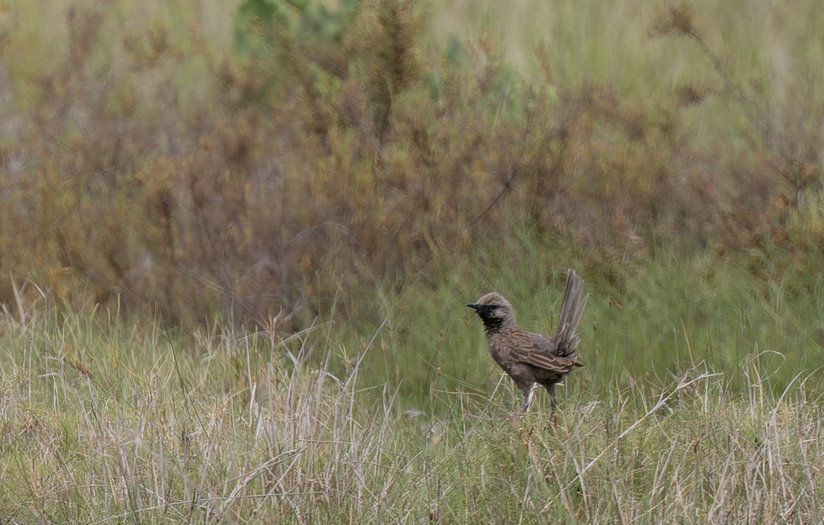 Brown Songlark - ML511152271