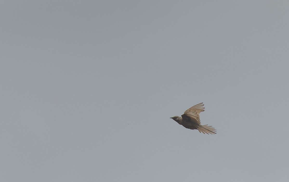 Brown Songlark - ML511152291