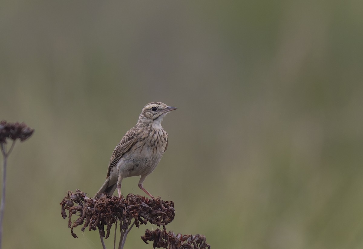 Australian Pipit - ML511152301