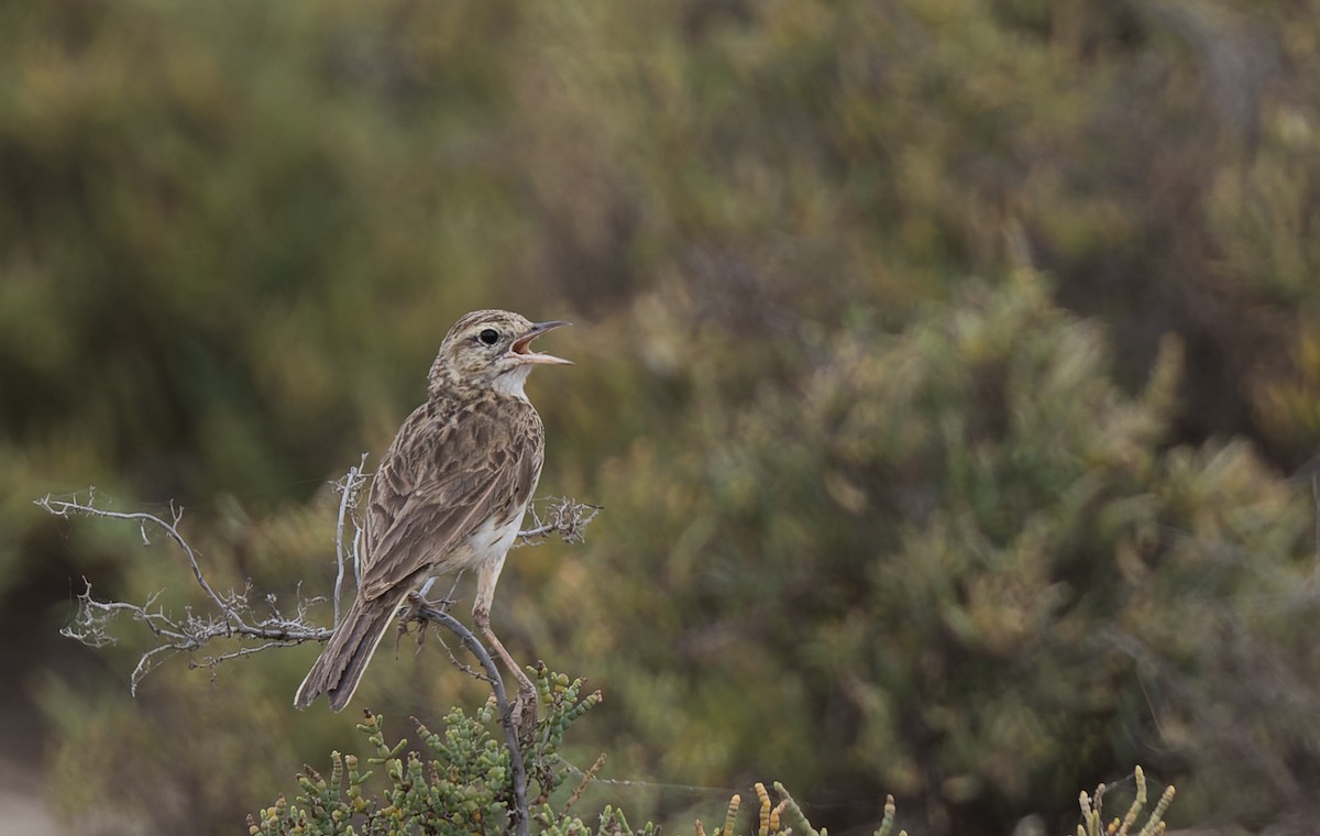 Australian Pipit - ML511152321